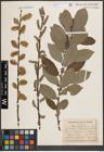 Foto von Salix cinerea L.